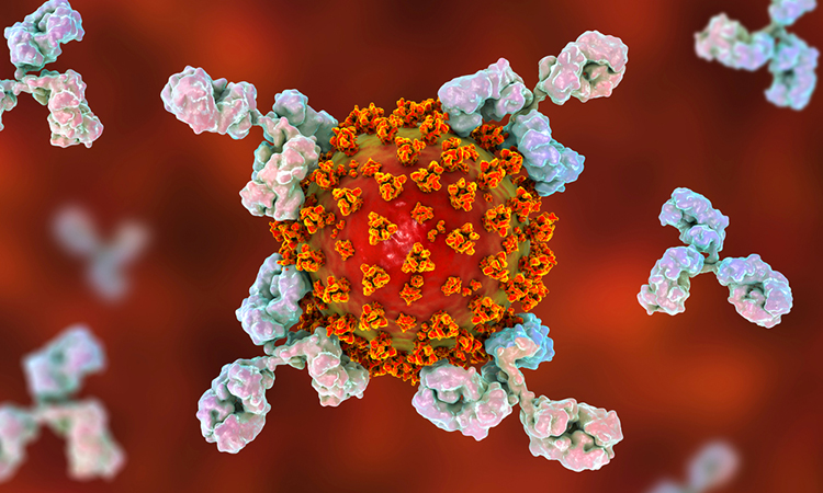SARS-CoV-2 and antibodies