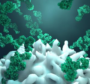 Antibody drug conjugates