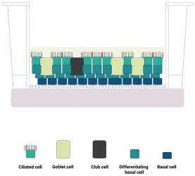 Figure 1: A schematic diagram of the human lung epithelium model developed by Newcells Biotech and the Liverpool School of Tropical Medicine. The purified induced pluripotent stem cell (iPSC)‑derived basal cell population is differentiated into a stratified epithelium representative of the in vivo human airway. We have confirmed the presence of functional basal cells, goblet cells, club cells, ciliated cells and an apical mucus layer with beating cilia.