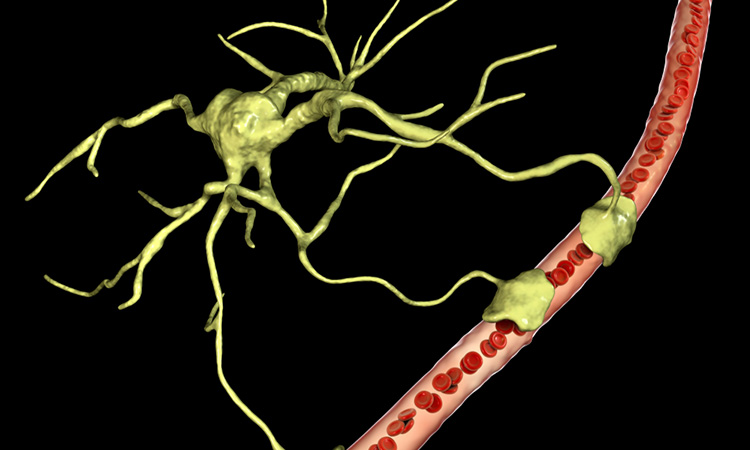 Astrocytes