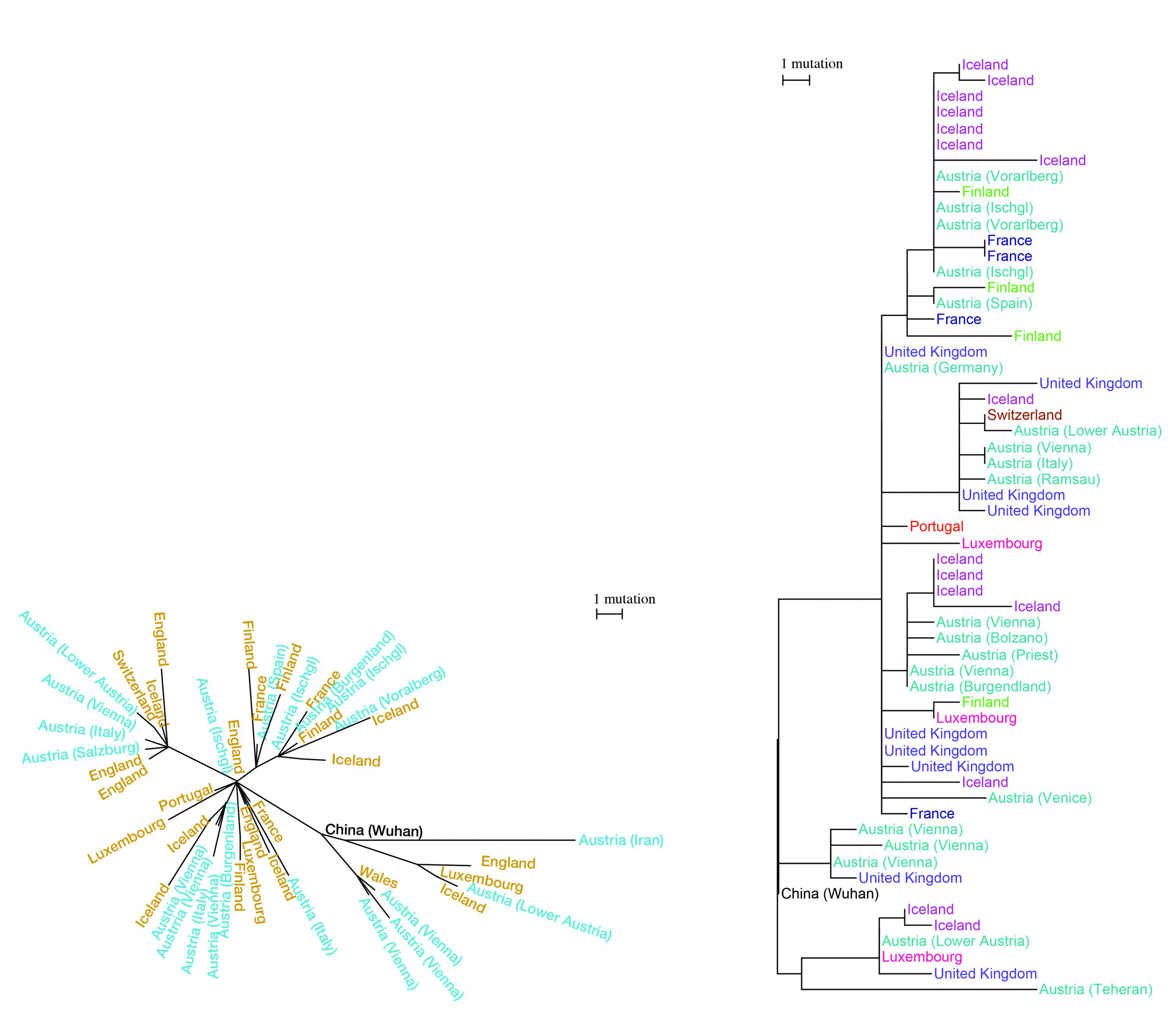 pylogenetic tree