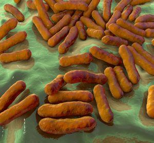 Bacteria