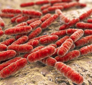 bacteria aggregation image