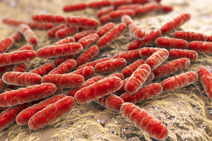 bacteria aggregation image