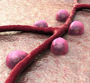 Beta cells and diabetes