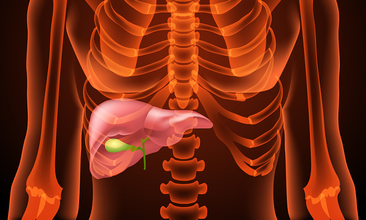 Bile duct