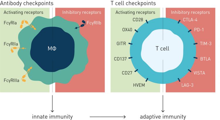 Antibodies 