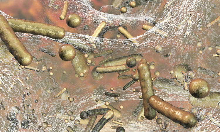 Bacteria and biofilms