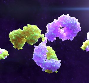 Antibodies