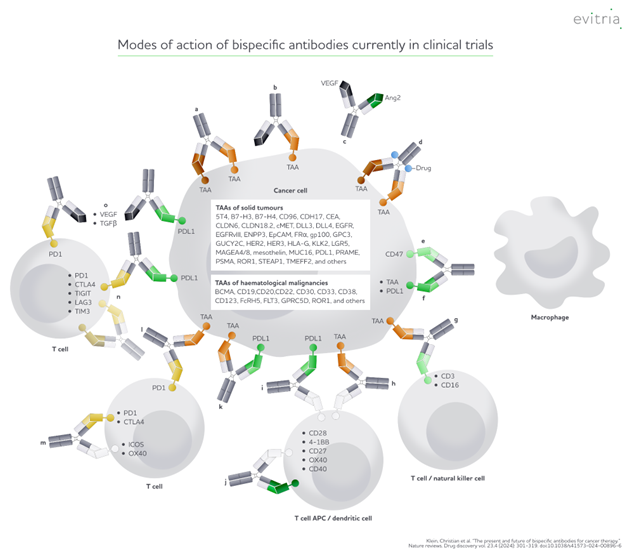 Bispecific antibody formats in clinical trials for cancer therapy. Schematic of bispecific antibody formats currently in clinical trials.