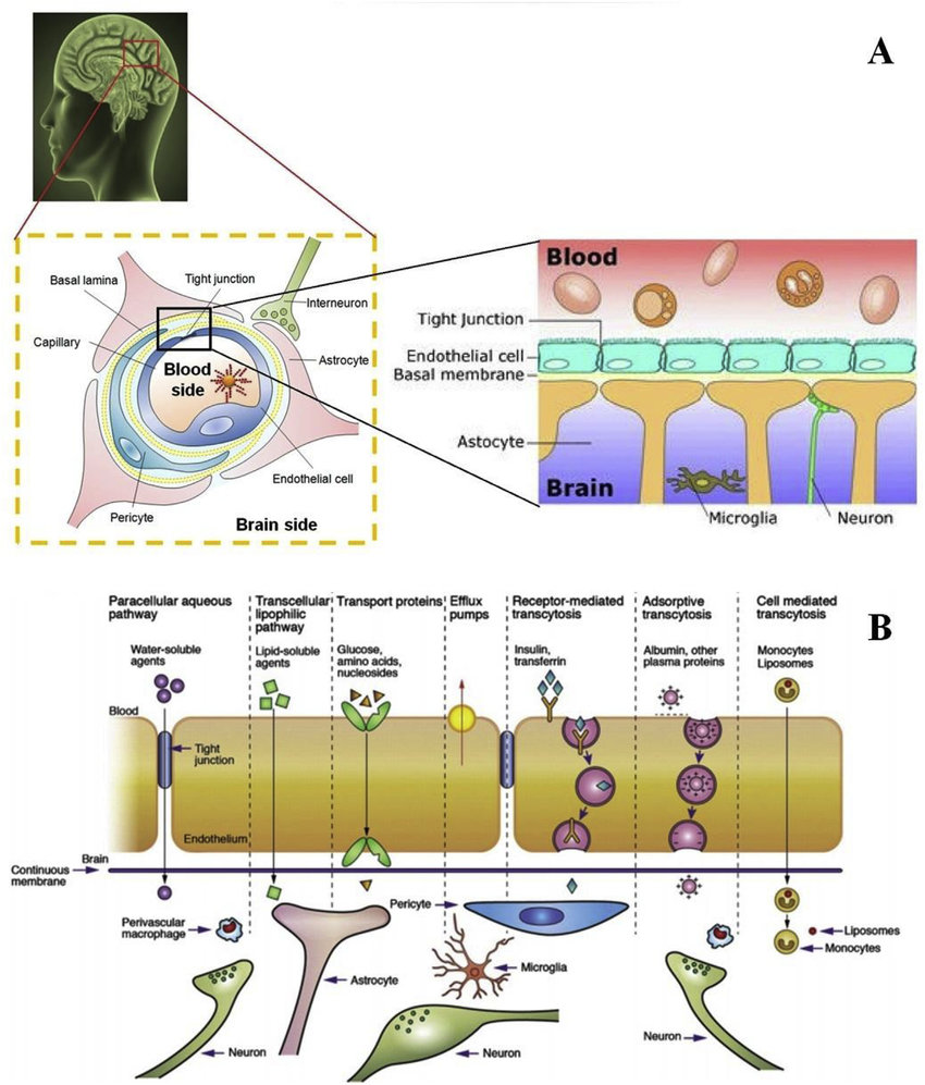 Figure 1: Diagrams explaining the structure and function of the blood-brain barrier A. An insight of blood-brain barrier structure. The left-hand side is a cross section of a blood vessel at the blood brain barrier, the right-hand side is a longitudinal section of a blood vessel at the blood brain barrier. B. Schematic representation of the different transport pathways across the blood-brain barrier, including specific transporters for glucose, nucleosides and amino acids, how water-soluble and lipid-soluble molecules are transported and the vesicular transport of human serum albumin and other large proteins. Note there is no transport of cells in a healthy model [Credit: Dwivedi, N. et al.1].