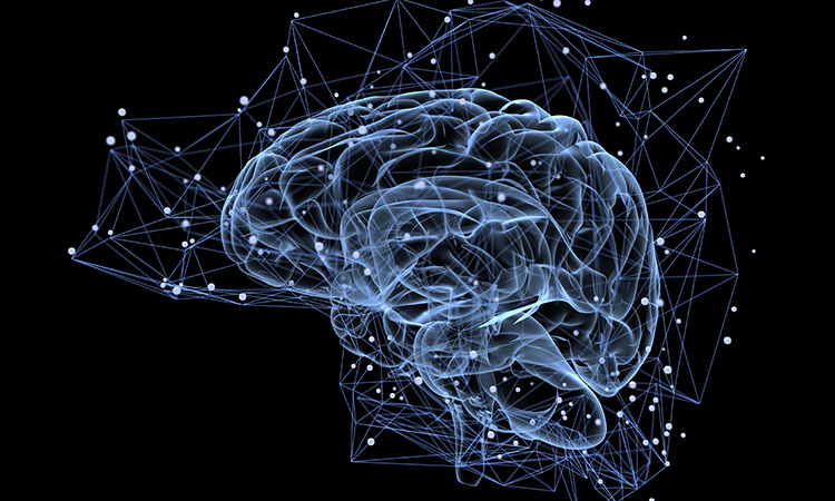 Brain and proteomics