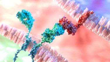 CAR T cell receptor binding to cell surface protein