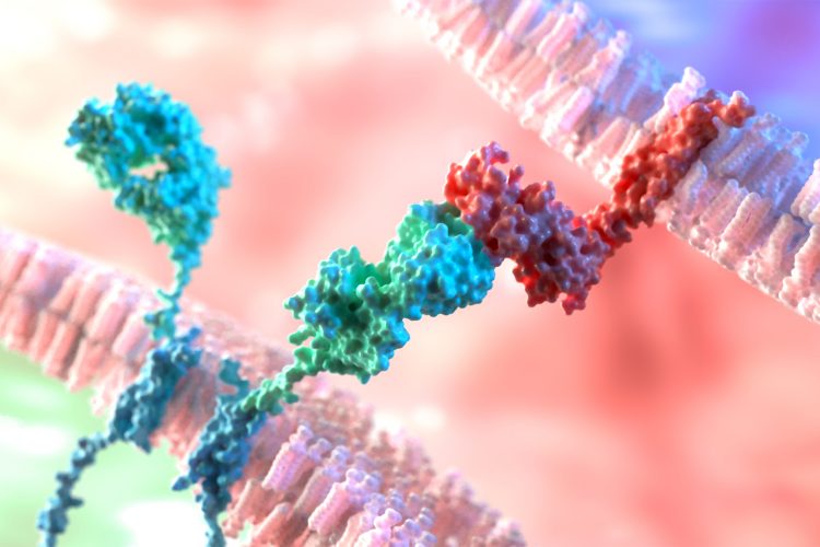 CAR T cell receptor binding to cell surface protein