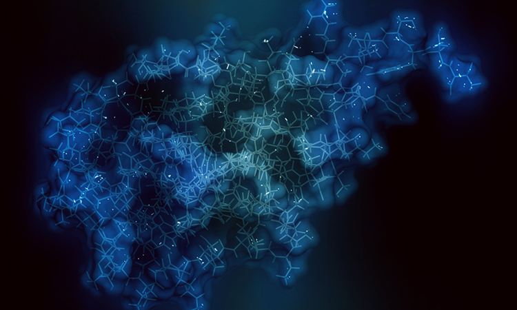 CD47 protein