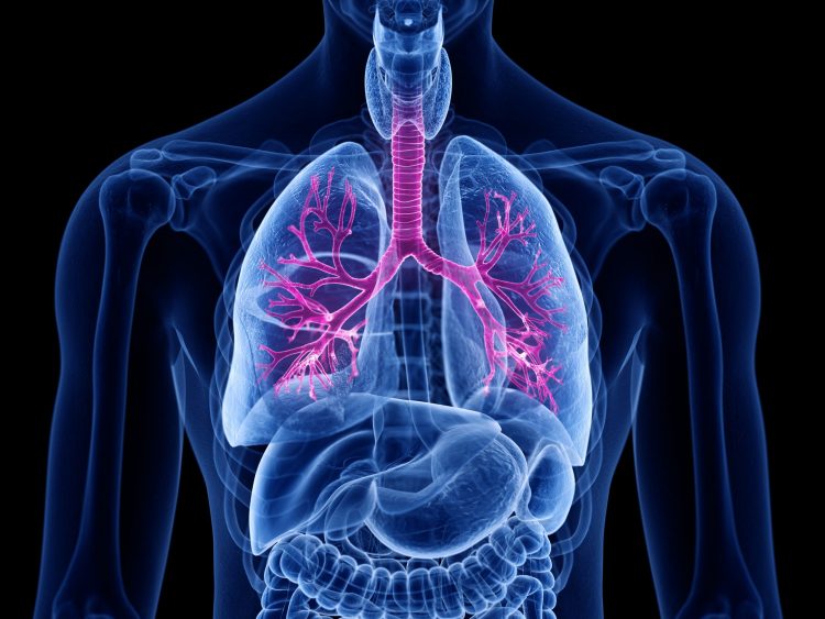 Human torso outlined in glowing blue with lungs visible and major airways outlined in pink