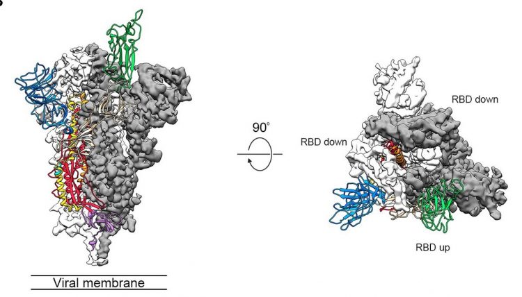 COVID-19 S protein trimer structure showing the two 'down' receptor binding domains in grey and single 'up' domain in green