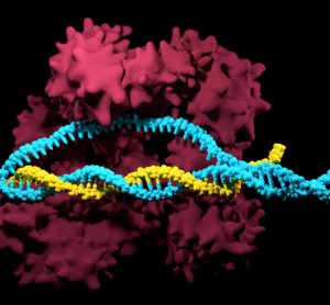 CRISPR-Cas9