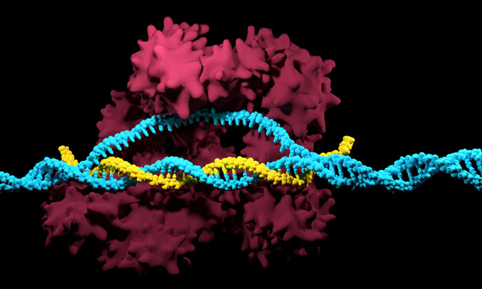 CRISPR-Cas9