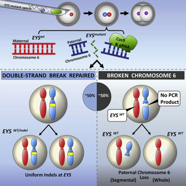 Diagram showing how using CRISPR Cas9 gene editing can either repair the mutation or result in a broken chromosome. According to the study, either is equally as likely [Credit: Zuccaro et al.].