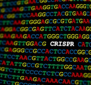 CRISPR gene drive