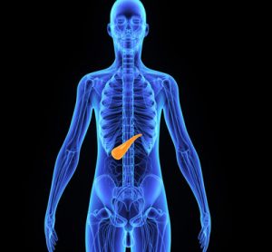 body with the pancrease highlighted