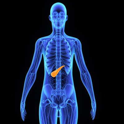 body with the pancrease highlighted