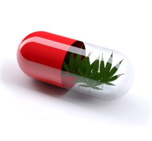 cannabis