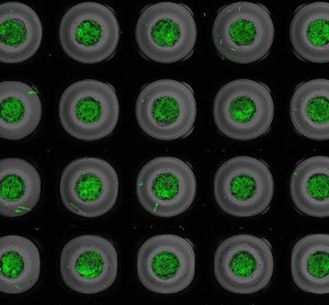 Cardiac organoids