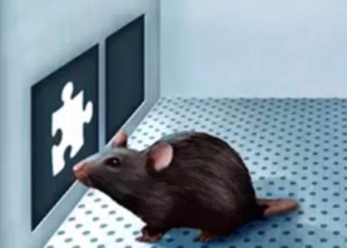 Cognitive Phenotypes in MS Mouse Models