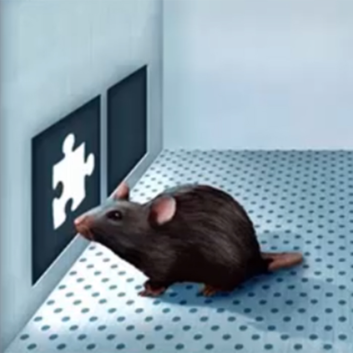 Cognitive Phenotypes in MS Mouse Models