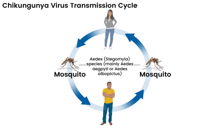 Figure 1. Transmission cycle of chikungunya virus. The virus spreads primarily via Aedes aegypti and Aedes albopictus mosquitoes. Infected mosquitoes pass the virus to humans through bites, while infected humans can in turn infect new mosquitoes, sustaining the cycle. Image credit: CDC https://www.cdc.gov/chikungunya/php/transmission/index.html