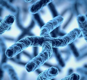 Chromosomes