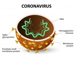 Coronavirus structure