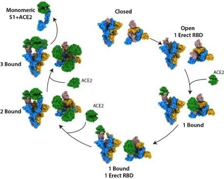 Coronavirus structure