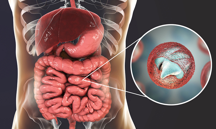 Cryptosporidium in gut