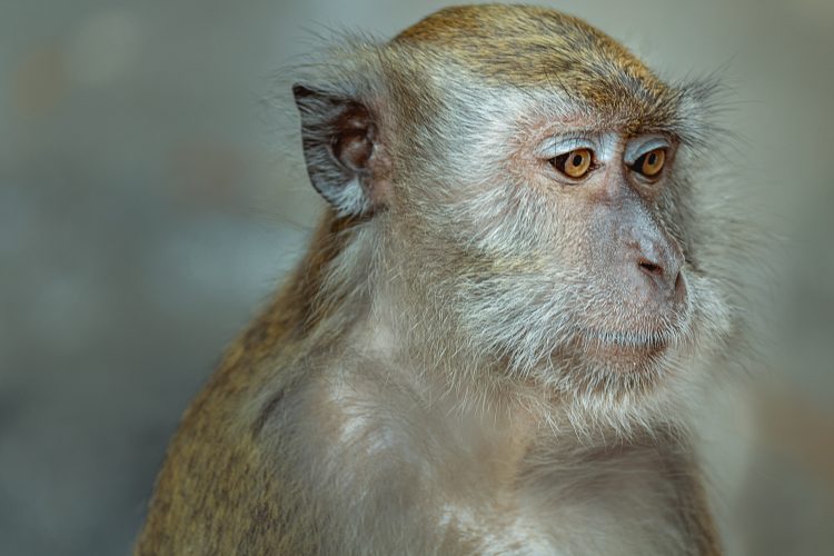 head and shoulders photo of an adult cynomolgus macaque