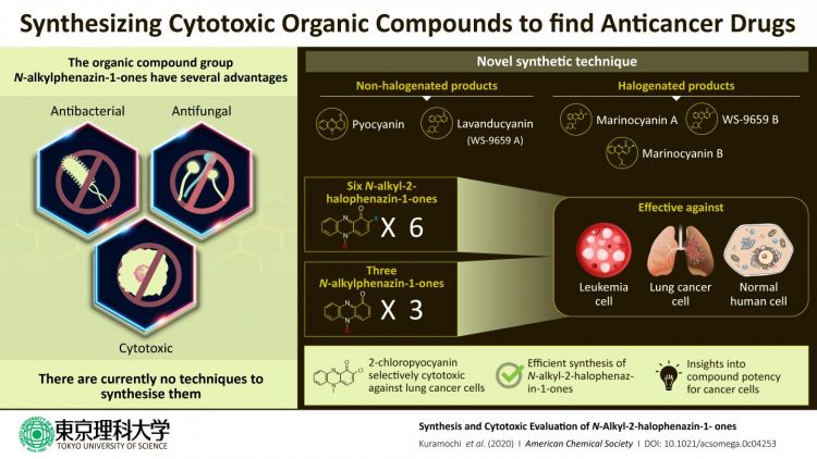 Diagram showing the potential uses of N-alkylphenazin-1-ones (phenazinones) [Credit: Tokyo University of Science].