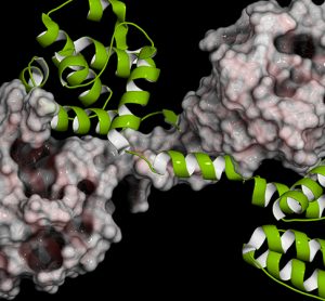 CRISPR method to restore Dystrophin protein
