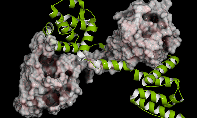 CRISPR method to restore Dystrophin protein