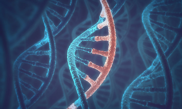 Expresión genética y ADN