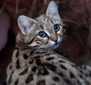DNA Blackfooted cat