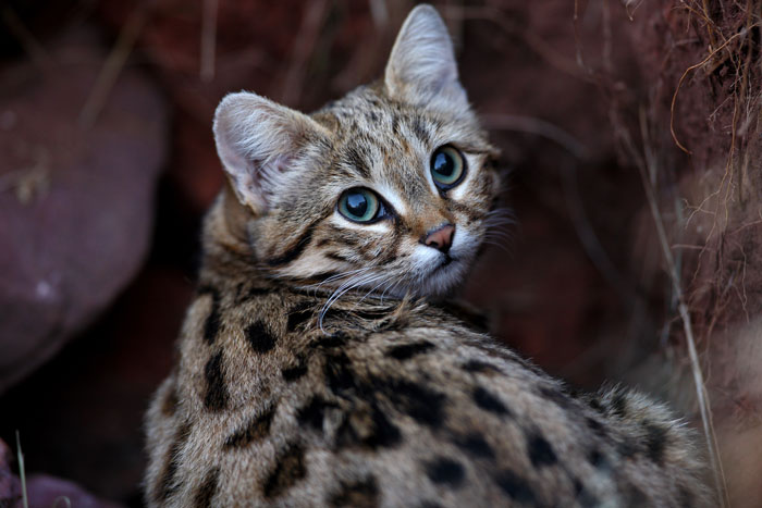 DNA Blackfooted cat