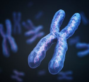 DNA and chromosomes