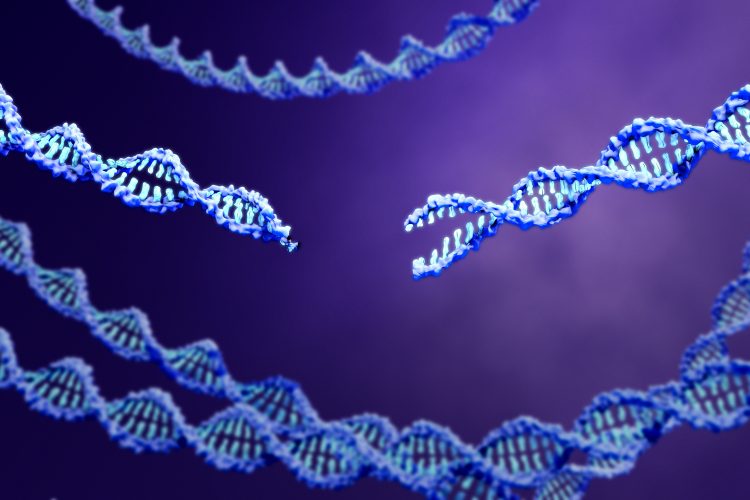 blue strands of DNA, central one with double-stranded cut, on a purple gradient background - idea of CRISPR genome editing