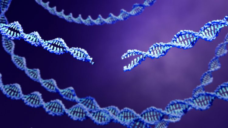 blue strands of DNA, central one with double-stranded cut, on a purple gradient background - idea of CRISPR genome editing