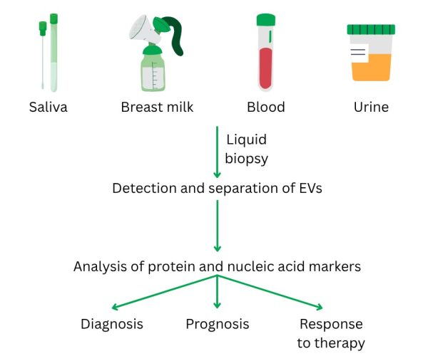  EVs are found in most bodily fluids 