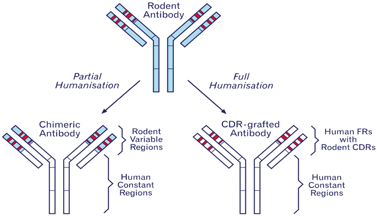 Figure 1: A schematic diagram of humanisation. Complementary determining regions (CDRs) are shown in red and are surrounded by framework (FR).  The blue areas indicate rodent sequences. The process of humanisation attempts to limit the murine sequence to the CDRs and essential framework residues in order to minimise immunogenicity.