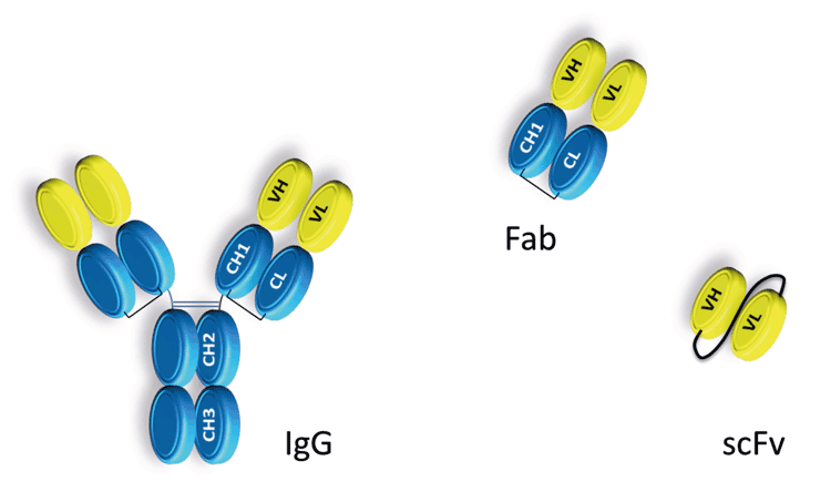 Figure 2: A schematic representation of whole IgG antibody and antibody fragments commonly used in drug discovery. IgG antibodies are constructed from a variable domain shown in yellow and a constant domain depicted in blue. Fc effector ADCC and CDC function is dependent on the hinge region located between the CH1 and CH2 domains and the glycosylation of residue Asn 297.