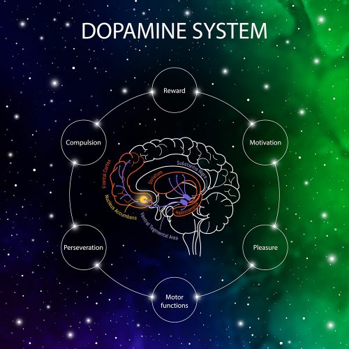 diagram of the parts of the brain involved in the dopamine system in the brain and what behaviours the dopamine system underpins (eg, reward seeking, motivation, compulsion etc)